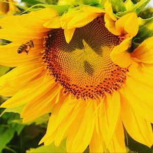 Meet your Posher, Meredith